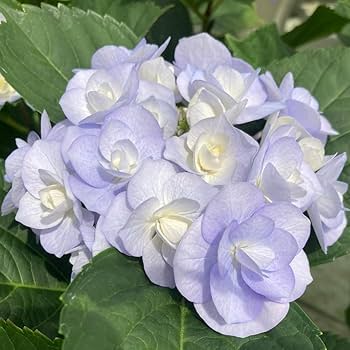 jie 紫陽花 jie 紫陽花
